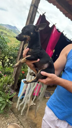 Pinscher adulto número 1,com 1 e 6 meses,para quem deseja ter matriz