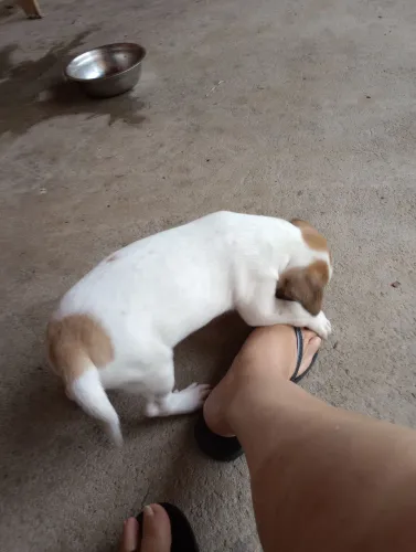 Doação de um lindo cachorrinho mistura de Shitzu com vira lata, muito lindo !