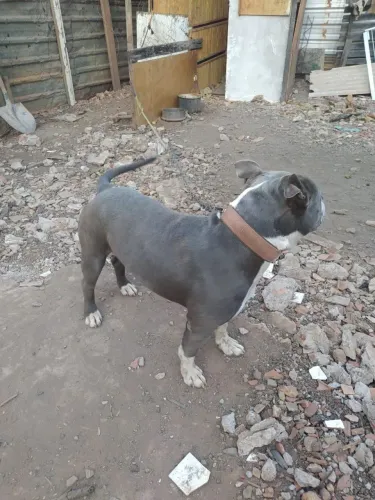 Doação Pitbull macho super dócil 