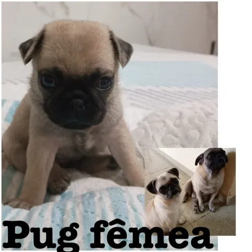 Pug filhote 