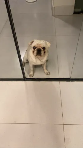 PUG MACHO BRANCO