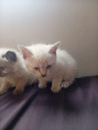 Doa se filhotes de gato cianes 