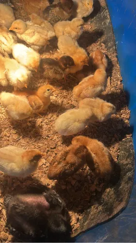 Pintinhos de Galinha Poedeira