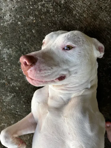 Doa-se Pitbull Red Nouse