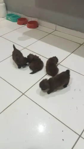 Filhotes de shih Tzu