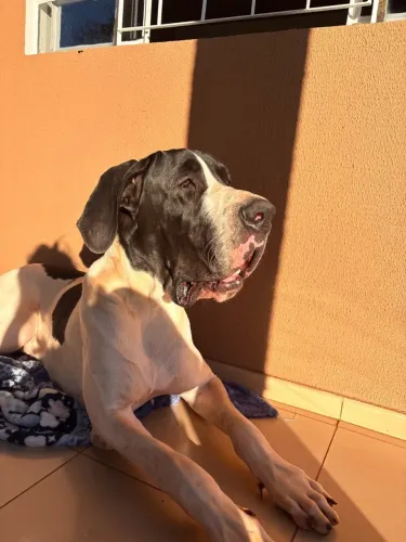 Filhote dogue alemão