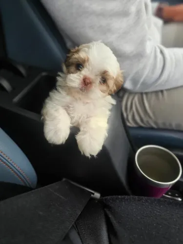 Filhotes de Shih Tzu/ Shitzu muito mansos com pedigree e garantias macho e fêmea