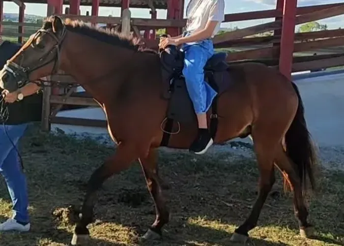 Cavalo Doméstico