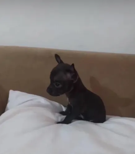 pinscher 0 femea última disponível 