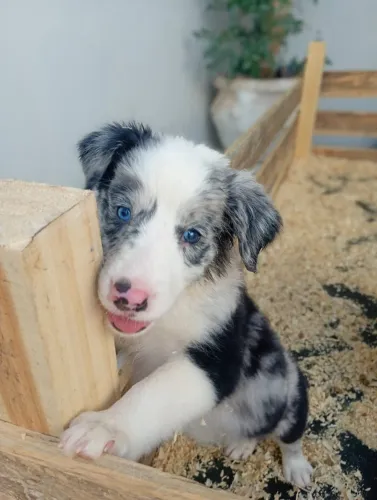 FILHOTES DE BORDER COLLIE À VENDA!