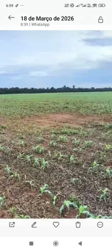 Fazenda de arrendar pra Soja 7.001hec.plantando em Tabaporã/Sinop MT.220