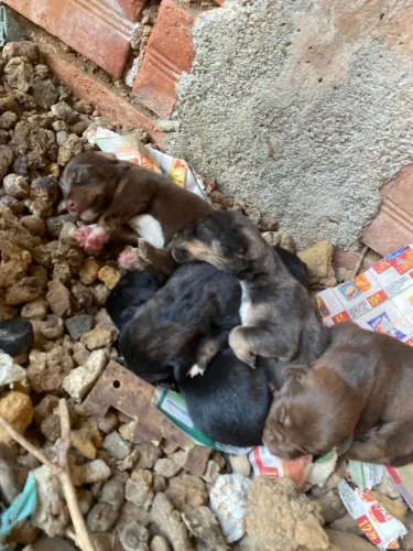 Doação de 3 filhotes de pinscher misturado 