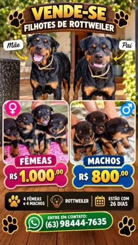 rottweiler filhotes
