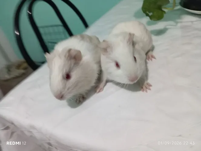 VENDE SE 2 Porquinhas da índia fêmeas