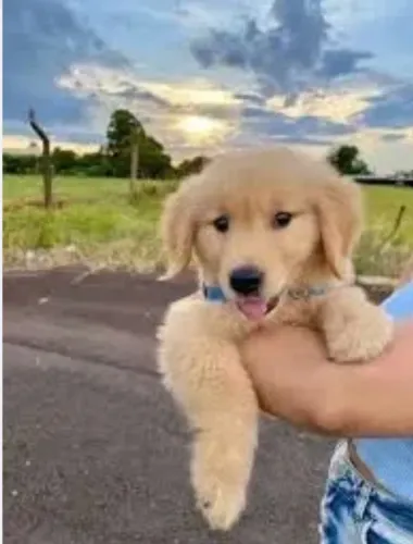 Doação de golden filhote 