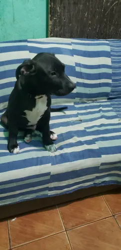 Cachorro