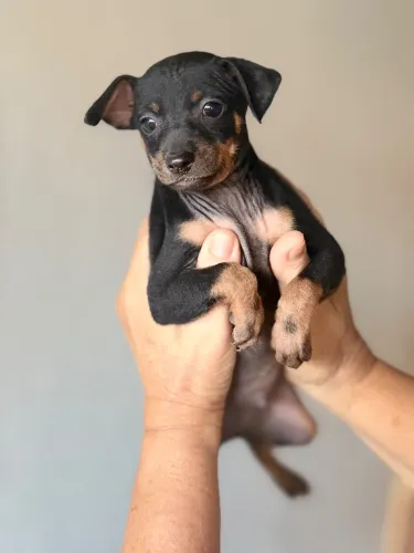 Cachorro pinscher