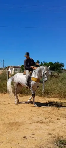 Cavalo árabe..