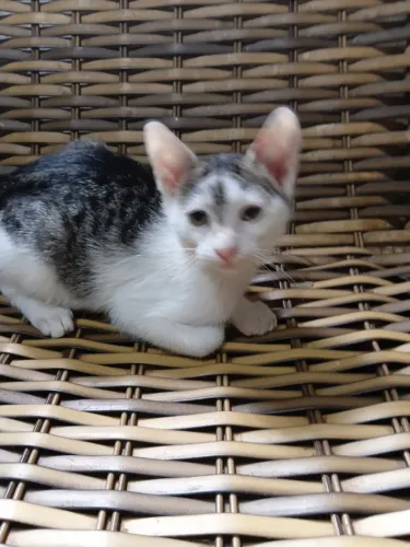 GATINHA PEPA PARA ADOÇÃO RESPONSÁVEL