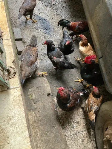 Galinhas e galos (índio e carijó)