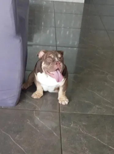 Américan Bully