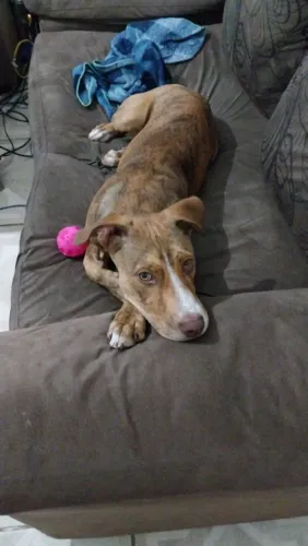 Filhote de Pitbull 6 meses para Adoção Responsável