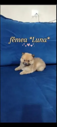 Raça SPTIZ ALEMÃO (raposinha)