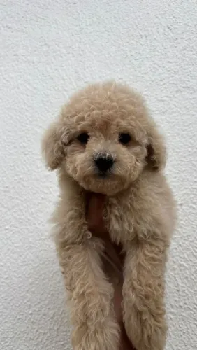 Poodle Toy | Chama no zap !