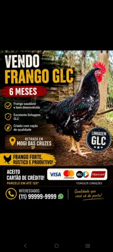 Frango