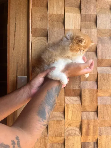 Gatos persas alto padrão macho e fêmea 