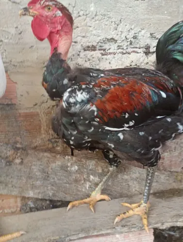 Frango balão sergipano pescoço pelado avenda