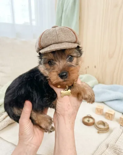 Yorkie Macho Pelagem Linda e Sedosa
