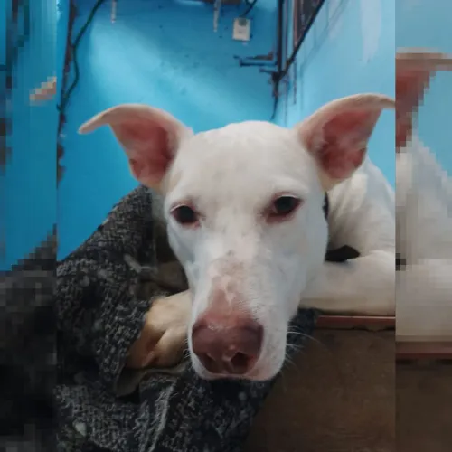 cachorro para doação
