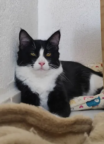 Gato Frajola castrado