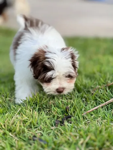 Filhore de Shihtzu fêmea