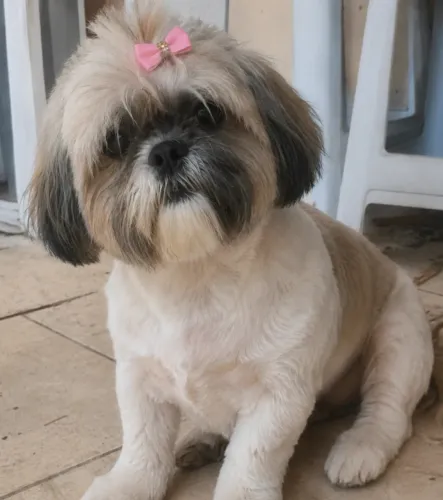 Cachorro