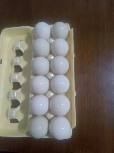 Venda de ovos de Patas.