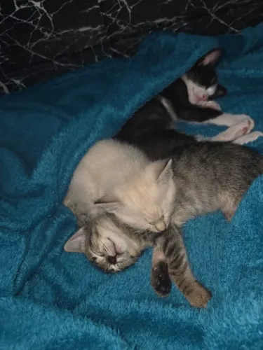 Lindo gatinho Frajolinha ( 3 meses ) Para doação responsável.