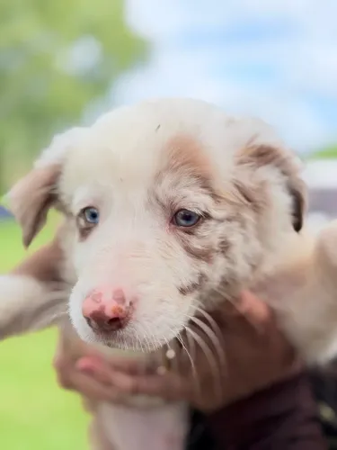 Filhote Border collie: macho red merle