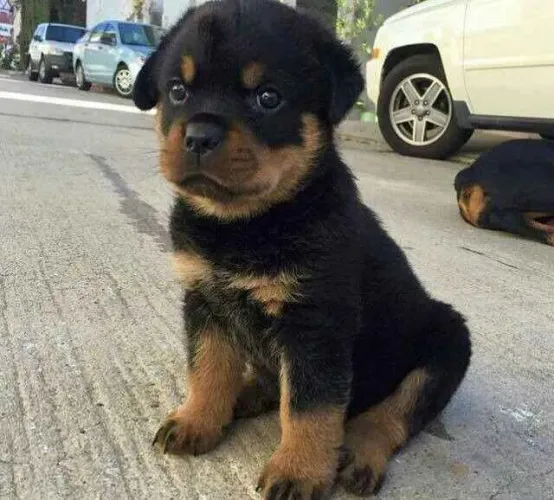 Filhote rottweiler, Prepare-se para momentos inesquecíveis ao lado do seu novo amigo!