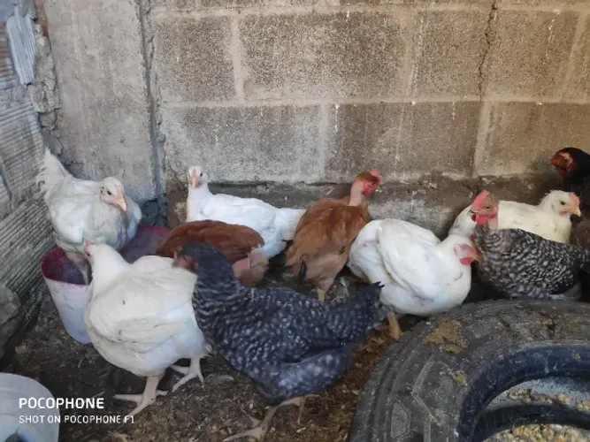 Galinha rodia(isabrow)25 reais cada ,temos tbm caipira ,branca gorda ,galo gordo,frango