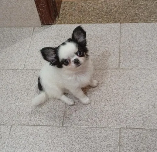 Chihuahua preto e branco. Um encanto de filhote pra você!