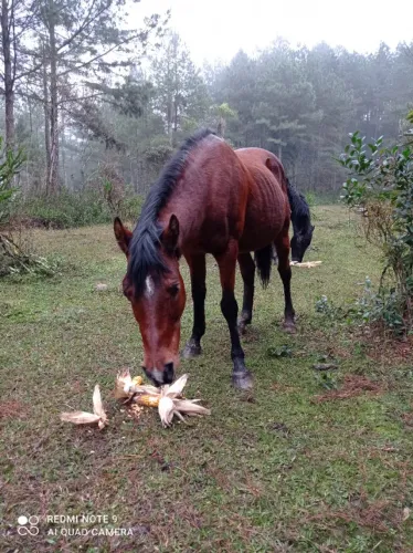 Cavalo manso de montaria 