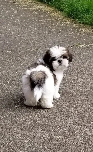 Encanto e doçura em cada filhote de Shih Tzu