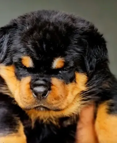 EXCELENTES EXEMPLARES DE ROTTWEILER ALEMÃO CHAMA NO WHATSAPP.