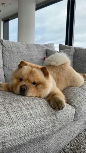 Filhotes de chow chow, quanto mais conheço, mas amo