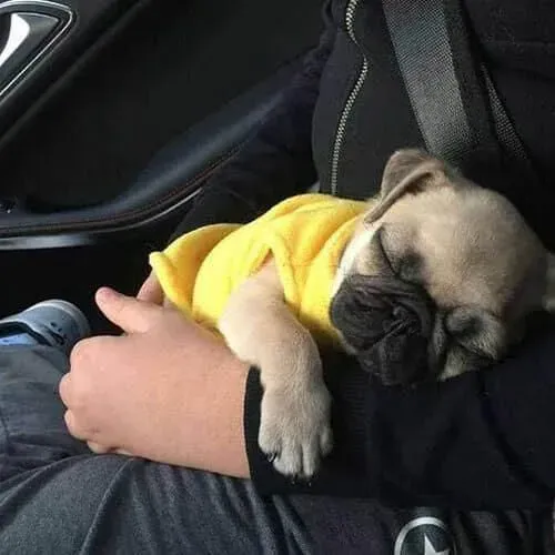 Filhote Pug, prontos para espalhar amor e alegria na sua vida!