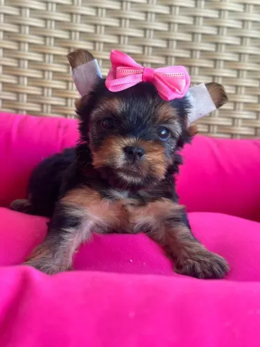 Yorkshire Terrier Todas as raças com ganratia total de saude e veterinario gratuito.
