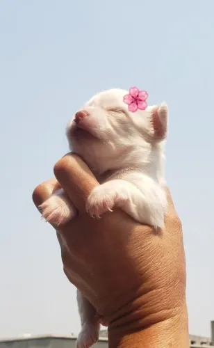 Chihuahua Micro Branco e Dourado Fêmea - Pequena no Tamanho, Gigante no Carinho! 