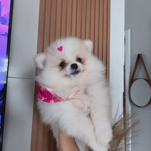Lulu da Pomerânia fêmea ótimo valor.